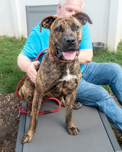Photo of Burma, adoptable dog in Chamblee, Georgia