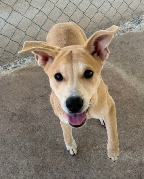 Photo of Gamora, adoptable Shepherd in Carrollton, Georgia