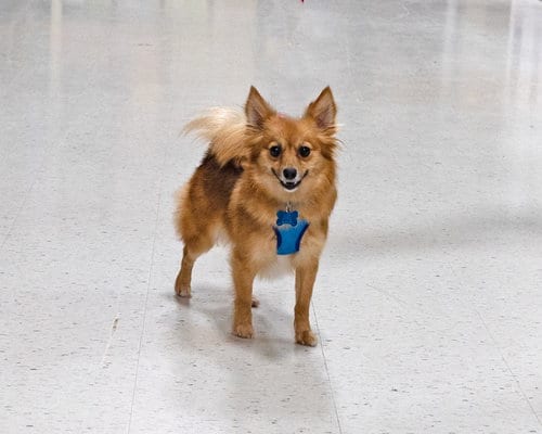 Photo of Milli Bobbi Brown, adoptable Pomeranian in Utica, Michigan