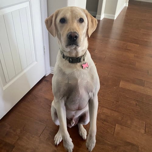 Photo of Marley, adoptable Labrador Retriever in Denton, Texas