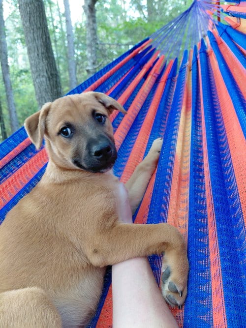 Photo of Penny - Big Bang Litter, adoptable Boxer in Holly Springs, North Carolina