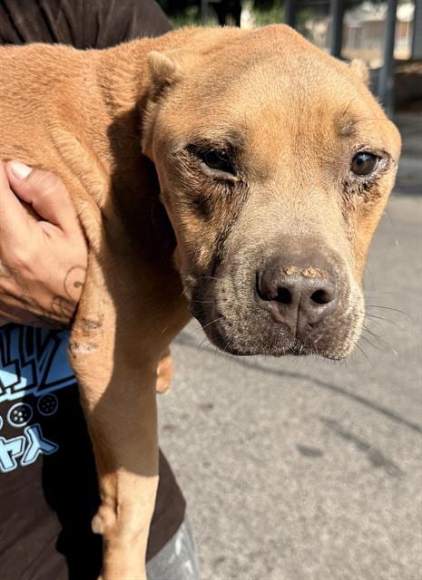 Photo of Boy, adoptable American Staffordshire Terrier in San Antonio, Texas