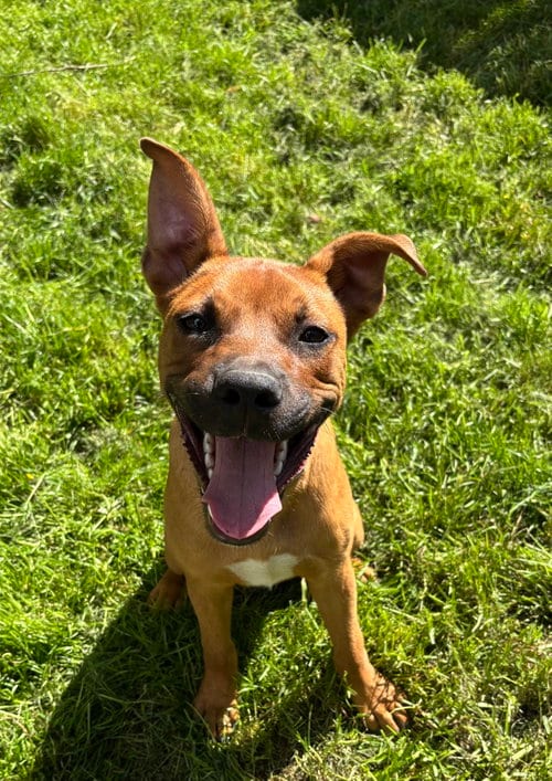 Photo of Duke, adoptable Shepherd in Tonawanda, New York