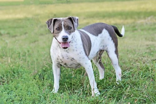 Photo of Sugar Cookie, adoptable Labrador Retriever in Albuquerque, New Mexico