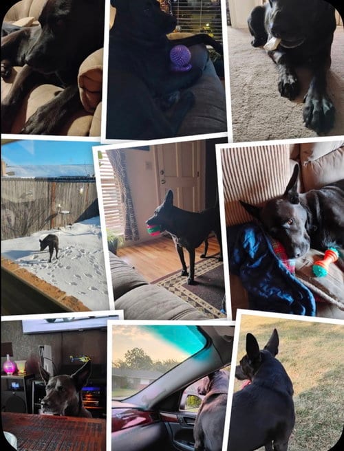 Photo of Rizzy, adoptable Shepherd in Prague, Oklahoma