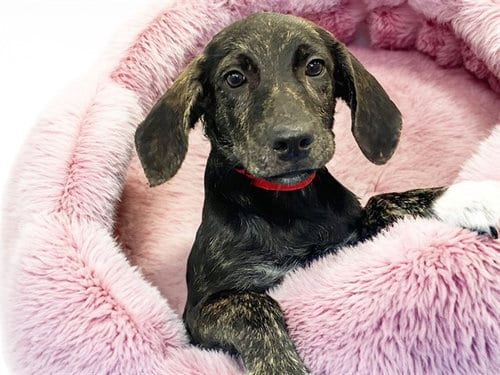 Photo of Jazzy, adoptable Labrador Retriever in Ft Lauderdale, Florida