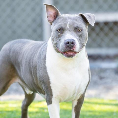 Photo of Buster, adoptable Pit Bull Terrier in Camarillo, California