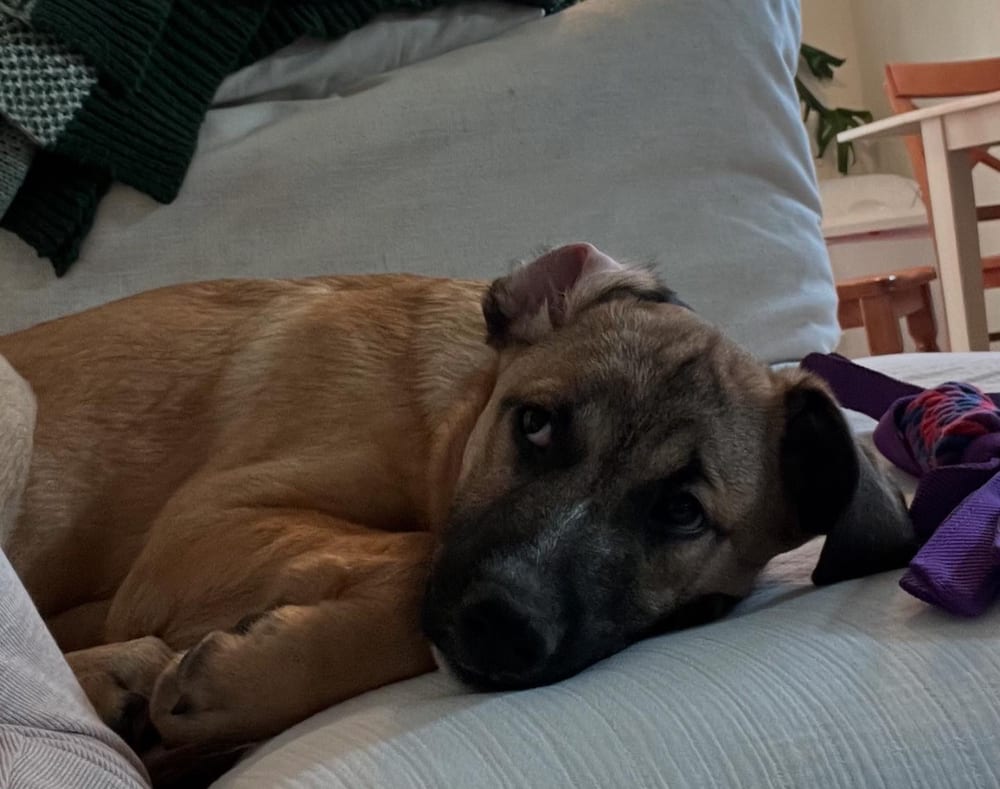 Photo of Rex, adoptable Labrador Retriever in Dana Point, California