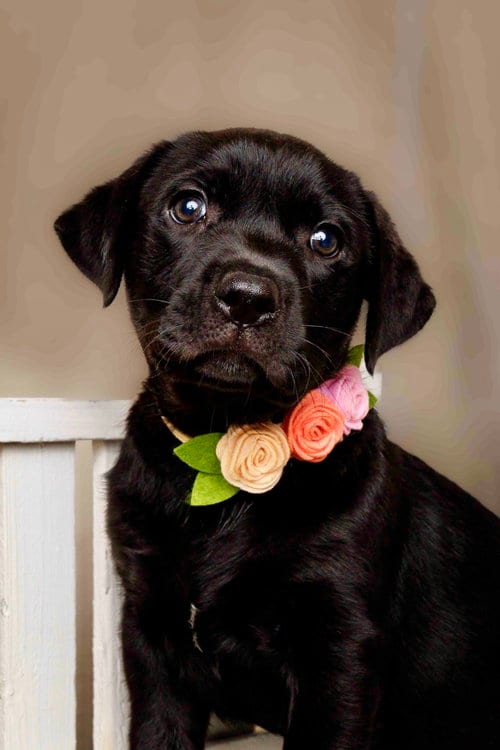 Photo of Cordelia, adoptable Labrador Retriever in McKinney, Texas