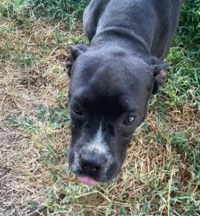 Photo of Charlotte, adoptable Pit Bull Terrier in Tracy, California