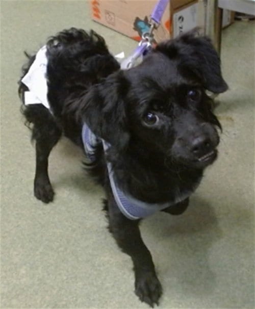 Photo of Lavender, adoptable Dachshund in San Bernardino, California
