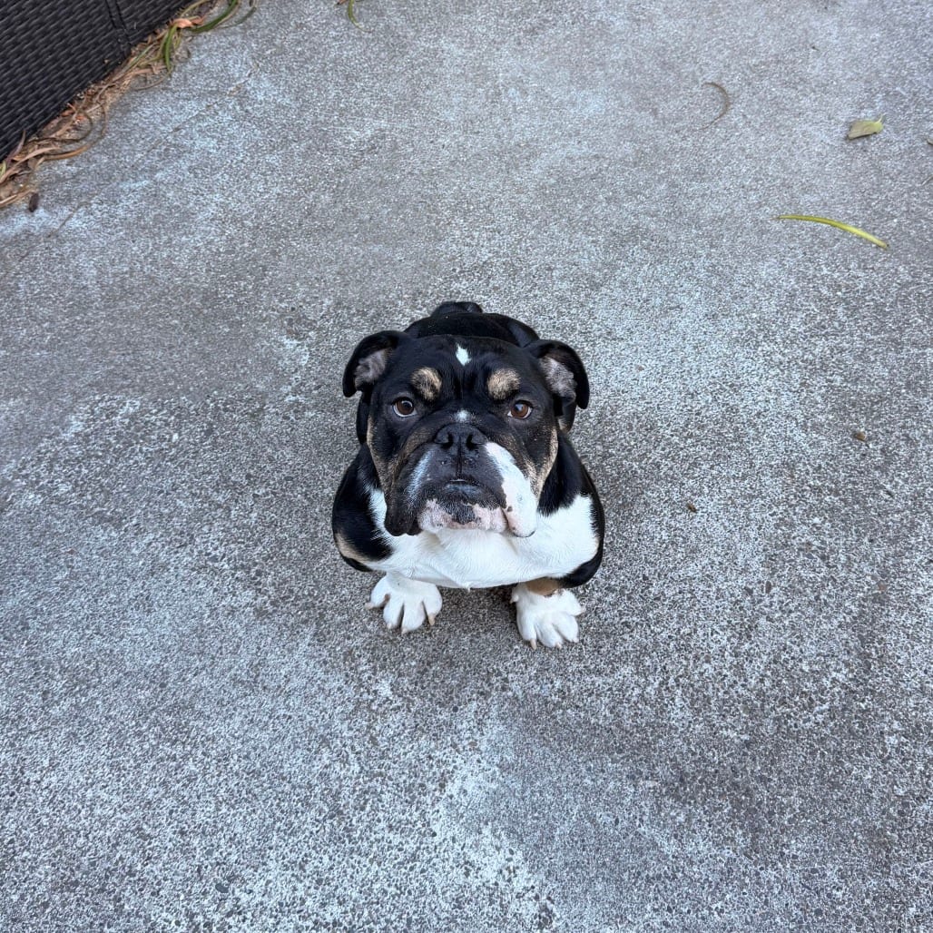 Photo of Vinny, adoptable Bulldog, English in California, California