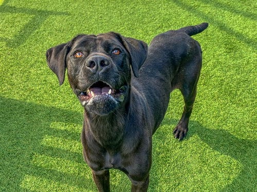 Photo of Velvet, adoptable Mastiff in Orange, California