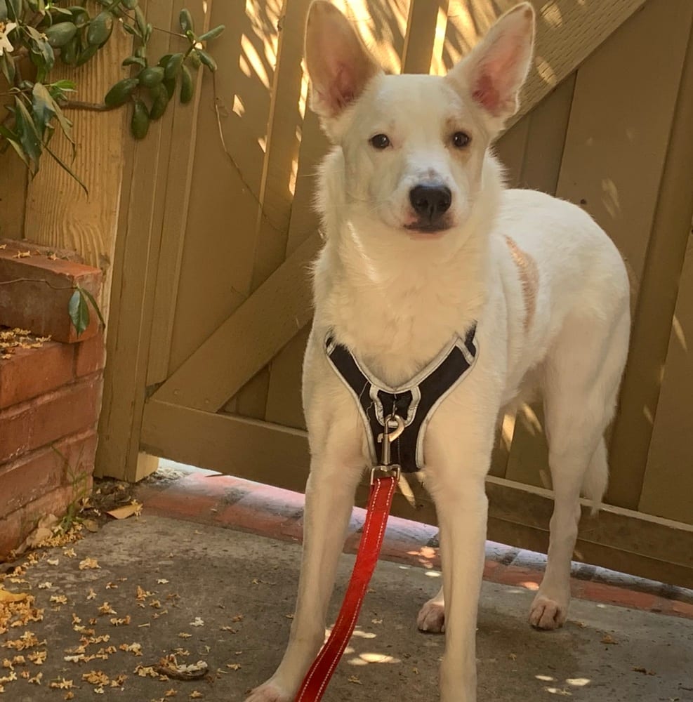 Photo of Jasper, adoptable Australian Cattle Dog/Blue Heeler in Dana Point, California
