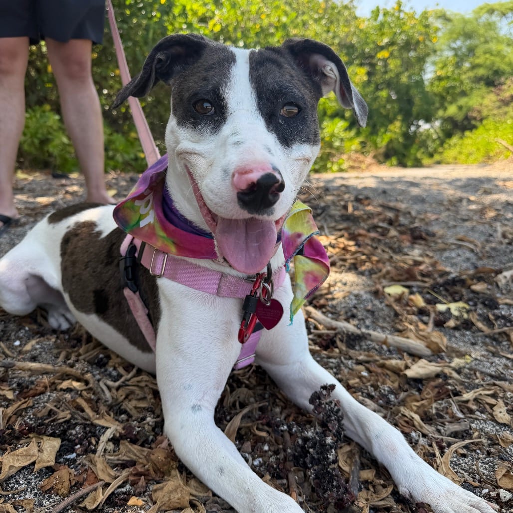 Photo of Taffy, adoptable Mixed Breed (Medium)