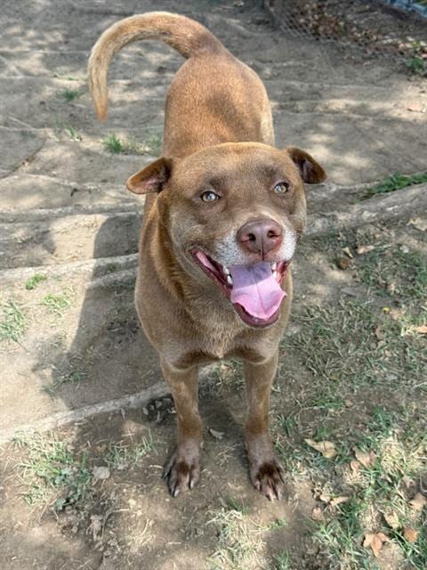 Photo of Pretzel, adoptable Pit Bull Terrier in Riverside, California