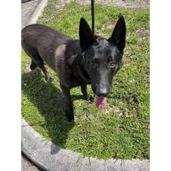 Photo of Oso, adoptable Terrier (Unknown Type, Medium) in Doral, Florida