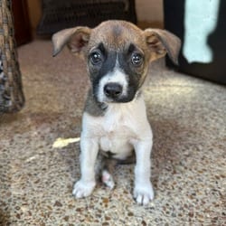 Photo of Sally, adoptable Jack Russell Terrier Boxer in Denver, Colorado