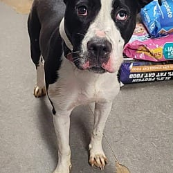 Photo of Moana, adoptable American Pit Bull Terrier Affenpinscher in Richmond, Indiana