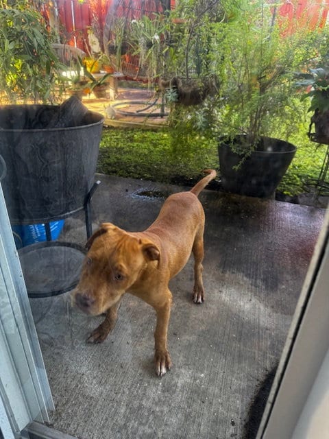 Photo of Pops, adoptable American Bulldog in Miami, Florida