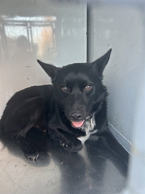 Photo of Nelson, adoptable German Shepherd Dog in Martinez, California