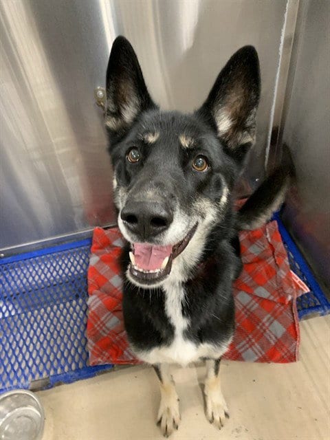 Photo of Alaska, adoptable German Shepherd Dog in Fairbanks, Alaska
