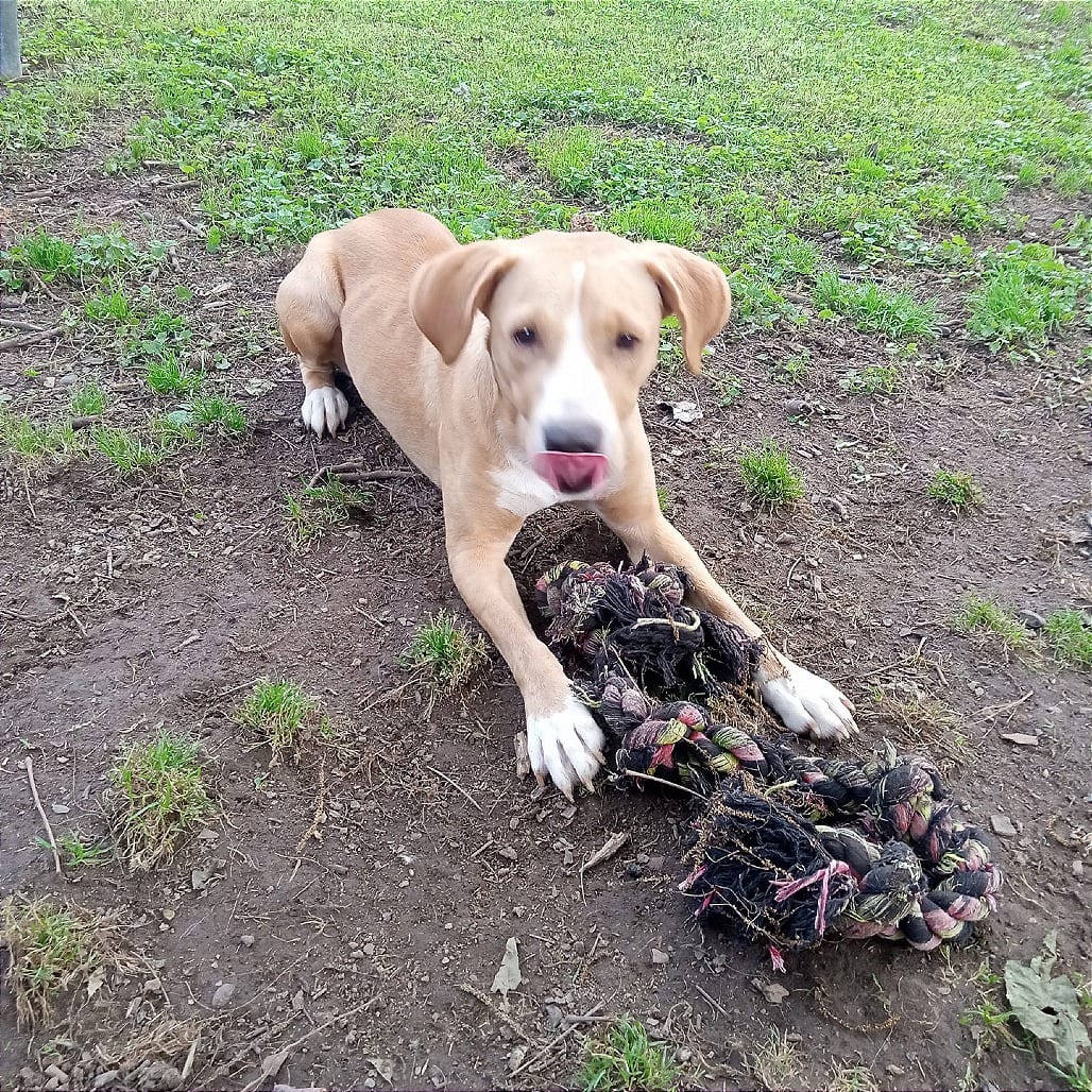 Photo of Hallow, adoptable Mixed Breed (Medium)