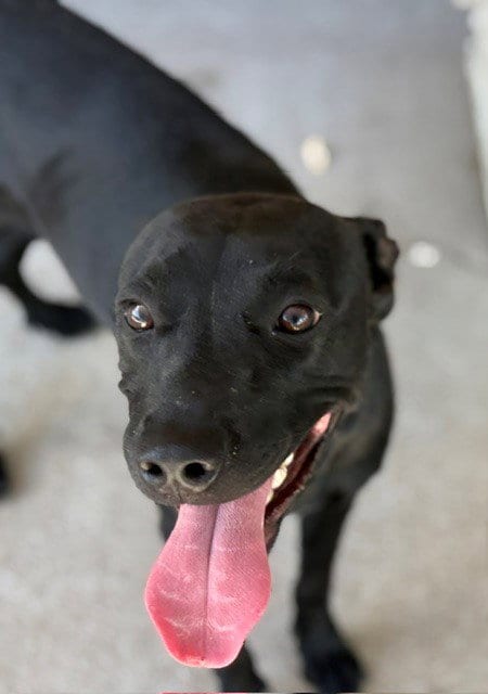 Photo of Bacon, adoptable Labrador Retriever in Tulsa, Oklahoma