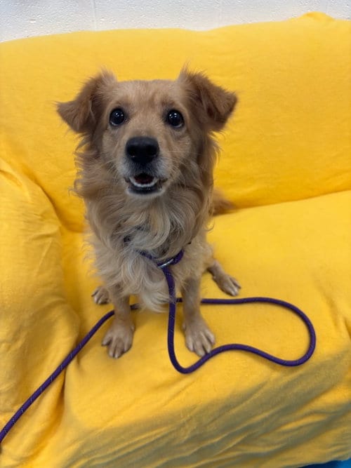 Photo of Slinky, adoptable Chihuahua in Muskegon, Michigan