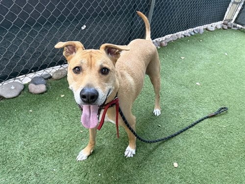 Photo of Barney, adoptable Labrador Retriever in Phoenix, Arizona