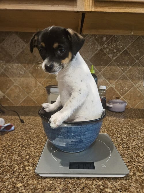 Photo of Violet, adoptable Chihuahua in The Woodlands, Texas