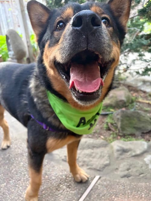 Photo of Moose, adoptable Shepherd in San Jose, California