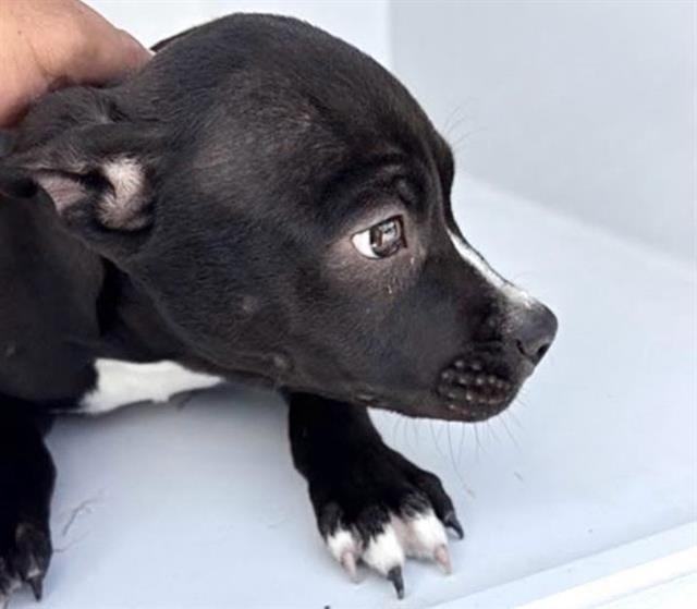 Photo of Senior Pit Bull Terrier mix, adoptable Pit Bull Terrier mix in Houston, Texas