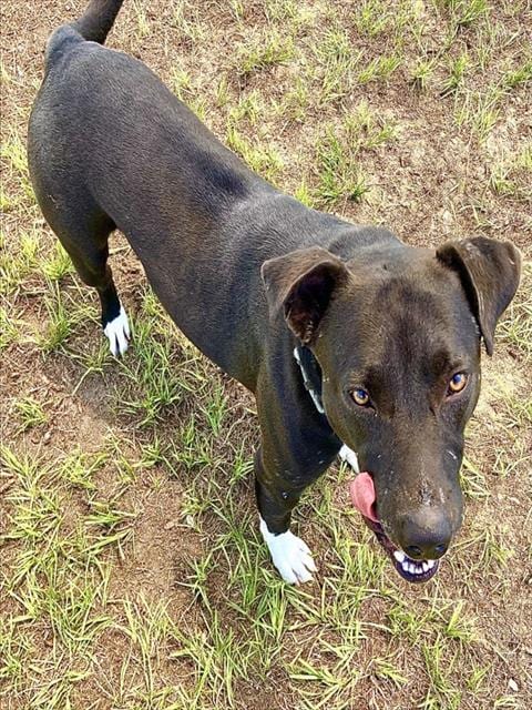 Photo of Marco, adoptable Labrador Retriever in Ocala, Florida
