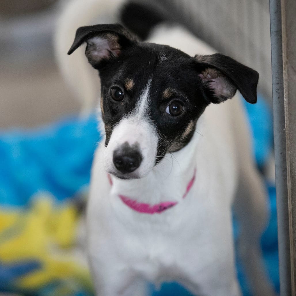 Photo of Salina (JN26-92), adoptable Terrier, Jack Russell / Mixed Breed (Medium) in Colorado Springs, Colorado