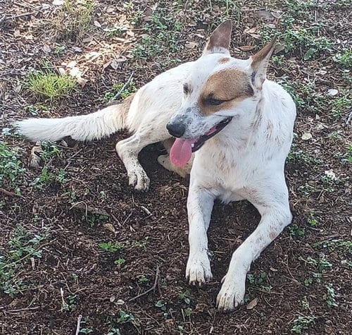 Photo of Oliver, adoptable Australian Cattle Dog/Blue Heeler in San Antonio, Texas
