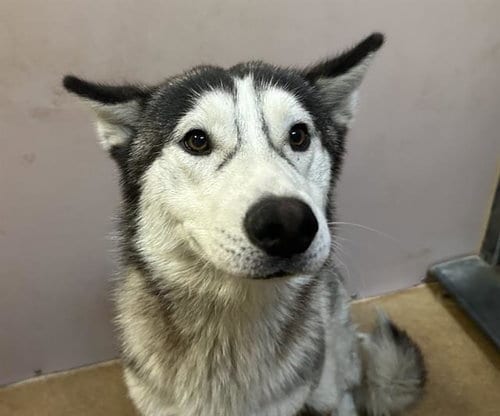 Photo of Peloton, adoptable Siberian Husky in Martinez, California
