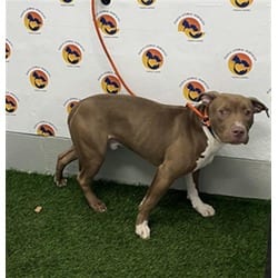 Photo of Mylo, adoptable Mixed Breed (Medium) in Land O'Lakes, Florida