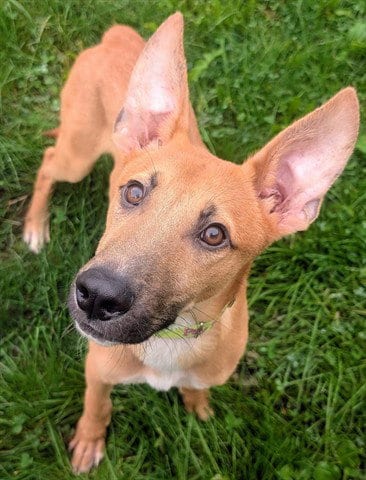 Photo of Pac Man, adoptable Carolina Dog in Akron, Ohio