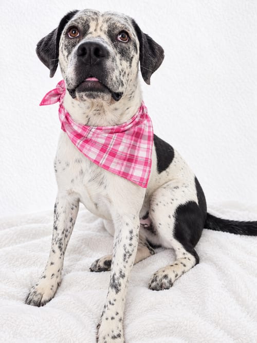 Photo of Patches, adoptable Australian Cattle Dog/Blue Heeler in Mt. Laurel, New Jersey