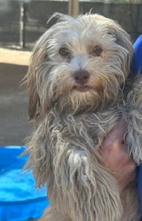 Photo of Candy, adoptable Poodle (Miniature) in Thousand Palms, California