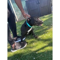 Photo of Annie, adoptable American Pit Bull Terrier in San Bernardino, California