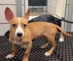 Photo of Lily, adoptable Chihuahua in Fort Wayne, Indiana