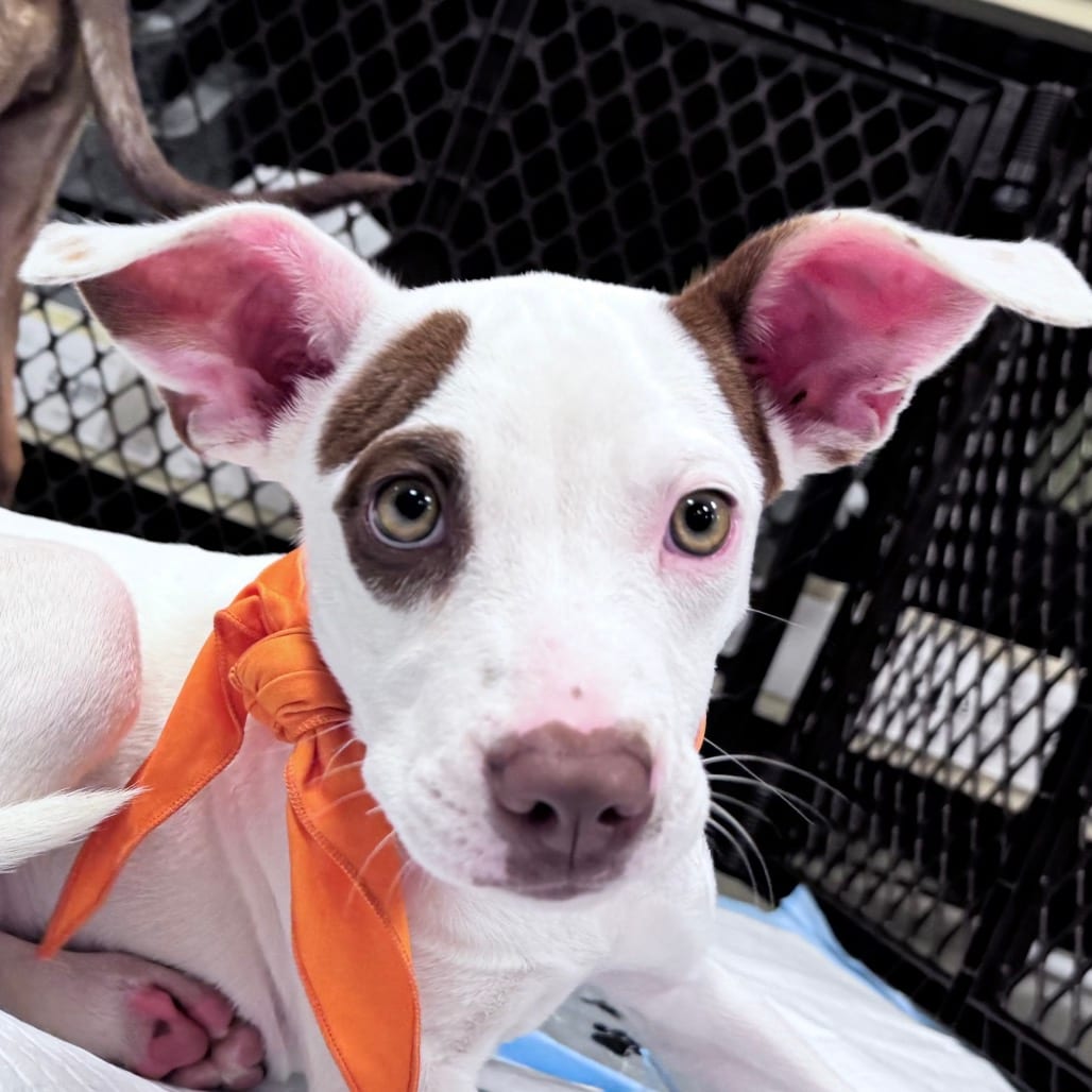 Photo of Fable, adoptable Hound / Retriever, Labrador in Potomac, Maryland