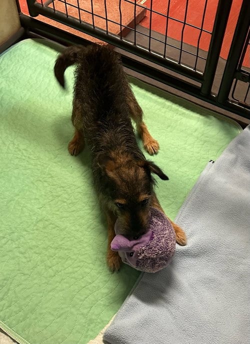 Photo of Bob, adoptable Schnauzer in Oak Bluffs, Massachusetts