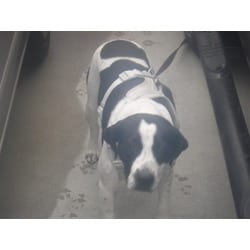Photo of Kyla, adoptable Terrier (Unknown Type, Medium) in Doral, Florida