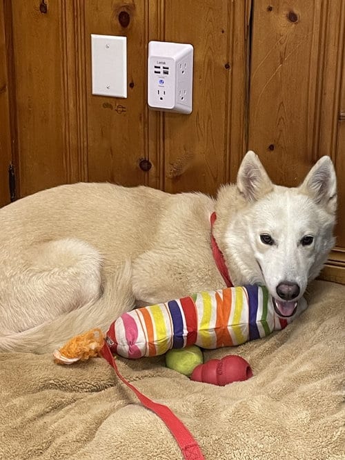 Photo of Nilla Wafer, adoptable Shepherd in Raleigh, North Carolina