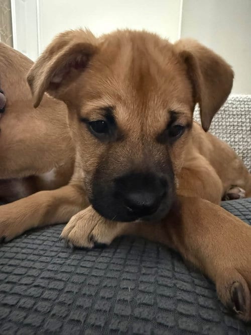 Photo of Wasabi, adoptable American Pit Bull Terrier in Germantown, Ohio