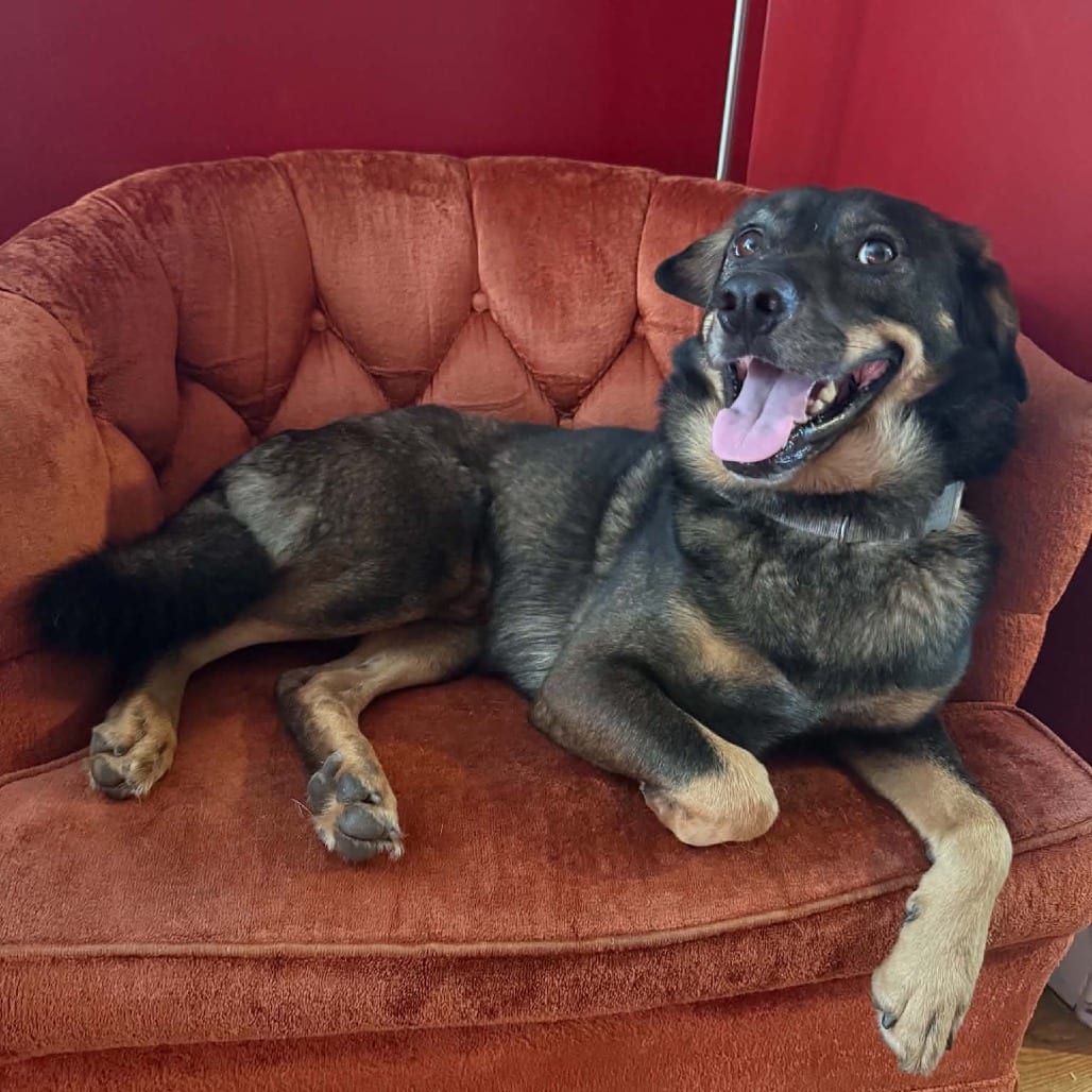 Photo of Rowell, adoptable Mixed Breed (Medium) in Winston-Salem, North Carolina