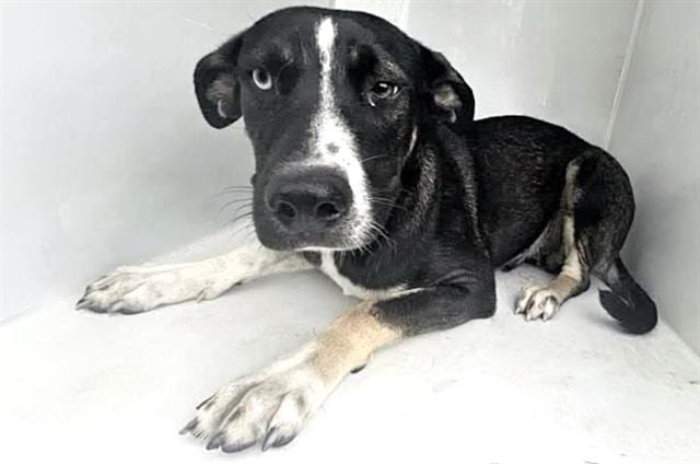 Photo of Senior German Shepherd Dog mix, adoptable German Shepherd Dog mix in Houston, Texas